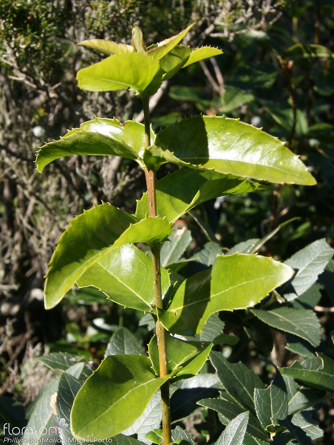Phillyrea latifolia - Folha | Miguel Porto; CC BY-NC 4.0