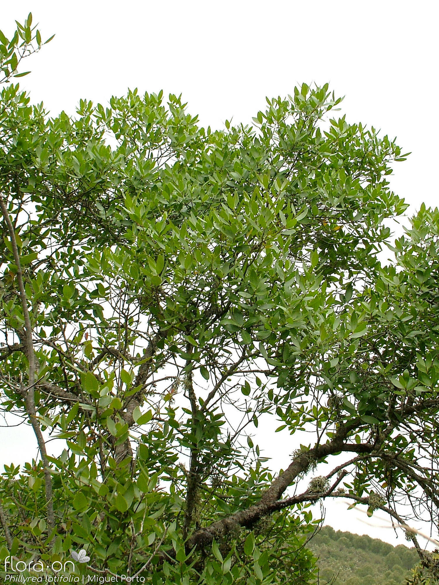 Phillyrea latifolia - Hábito | Miguel Porto; CC BY-NC 4.0
