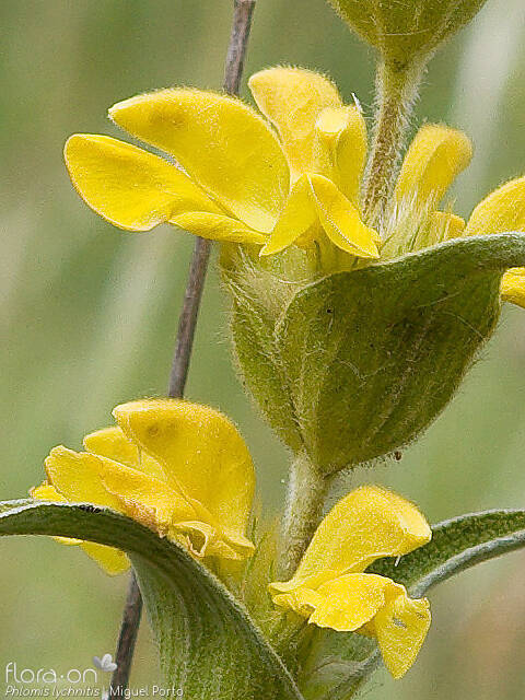 Phlomis lychnitis - Flor (close-up) | Miguel Porto; CC BY-NC 4.0