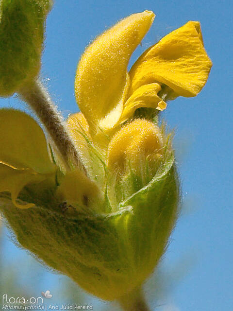 Phlomis lychnitis - Flor (close-up) | Ana Júlia Pereira; CC BY-NC 4.0