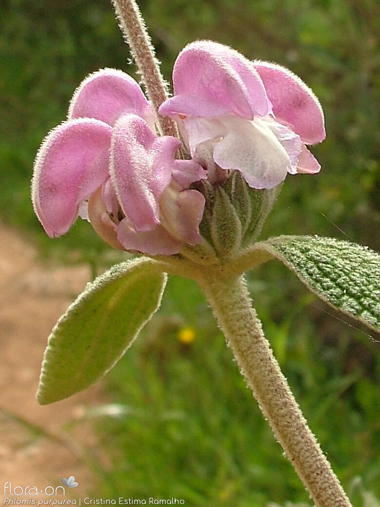 Phlomis purpurea