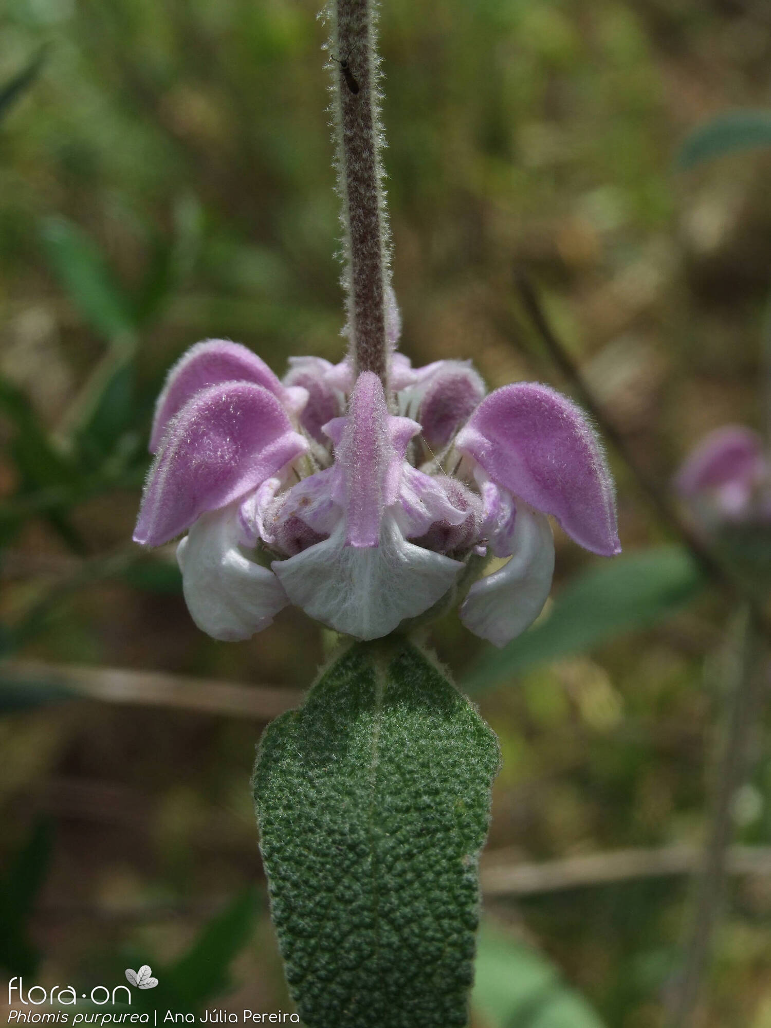 Phlomis purpurea - Flor (geral) | Ana Júlia Pereira; CC BY-NC 4.0