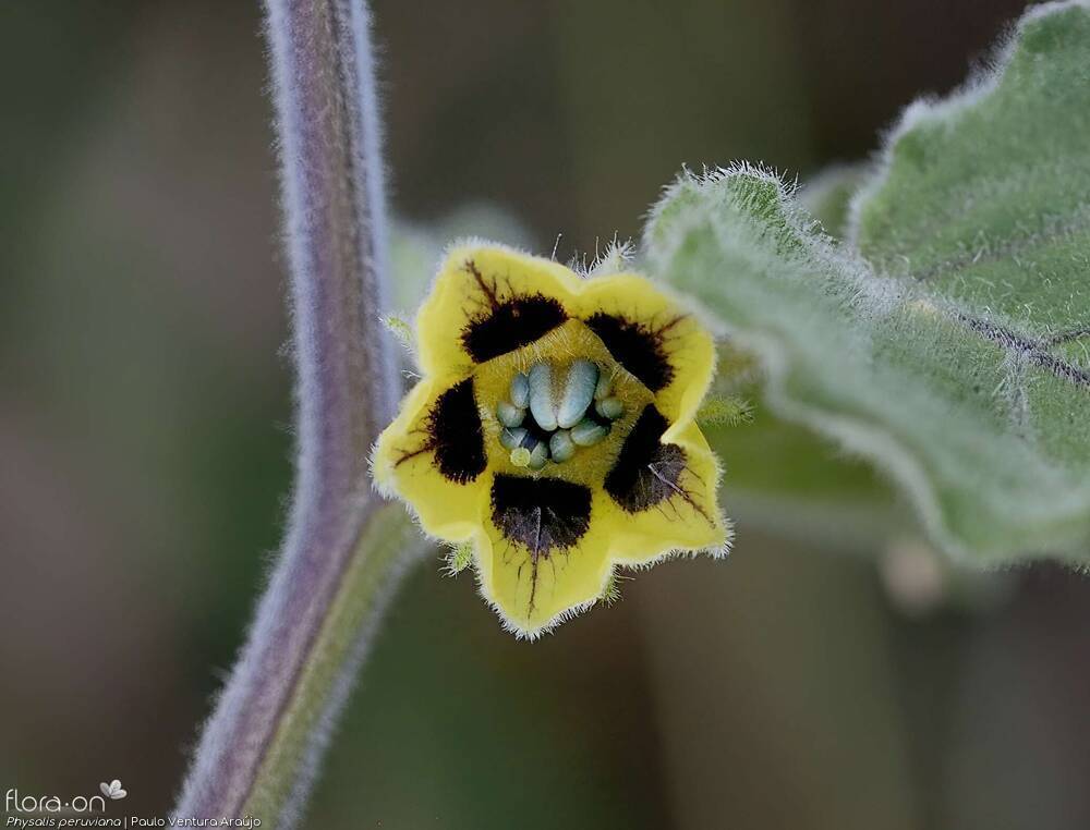 Physalis peruviana