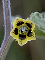 Physalis peruviana