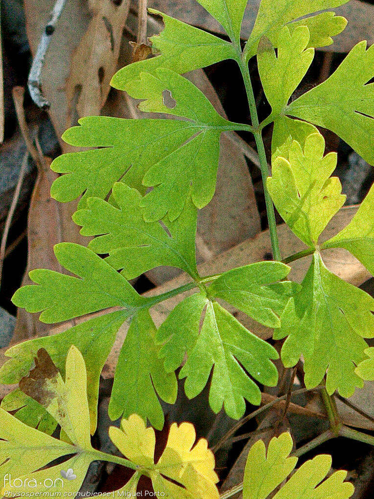 Physospermum cornubiense - Folha | Miguel Porto; CC BY-NC 4.0