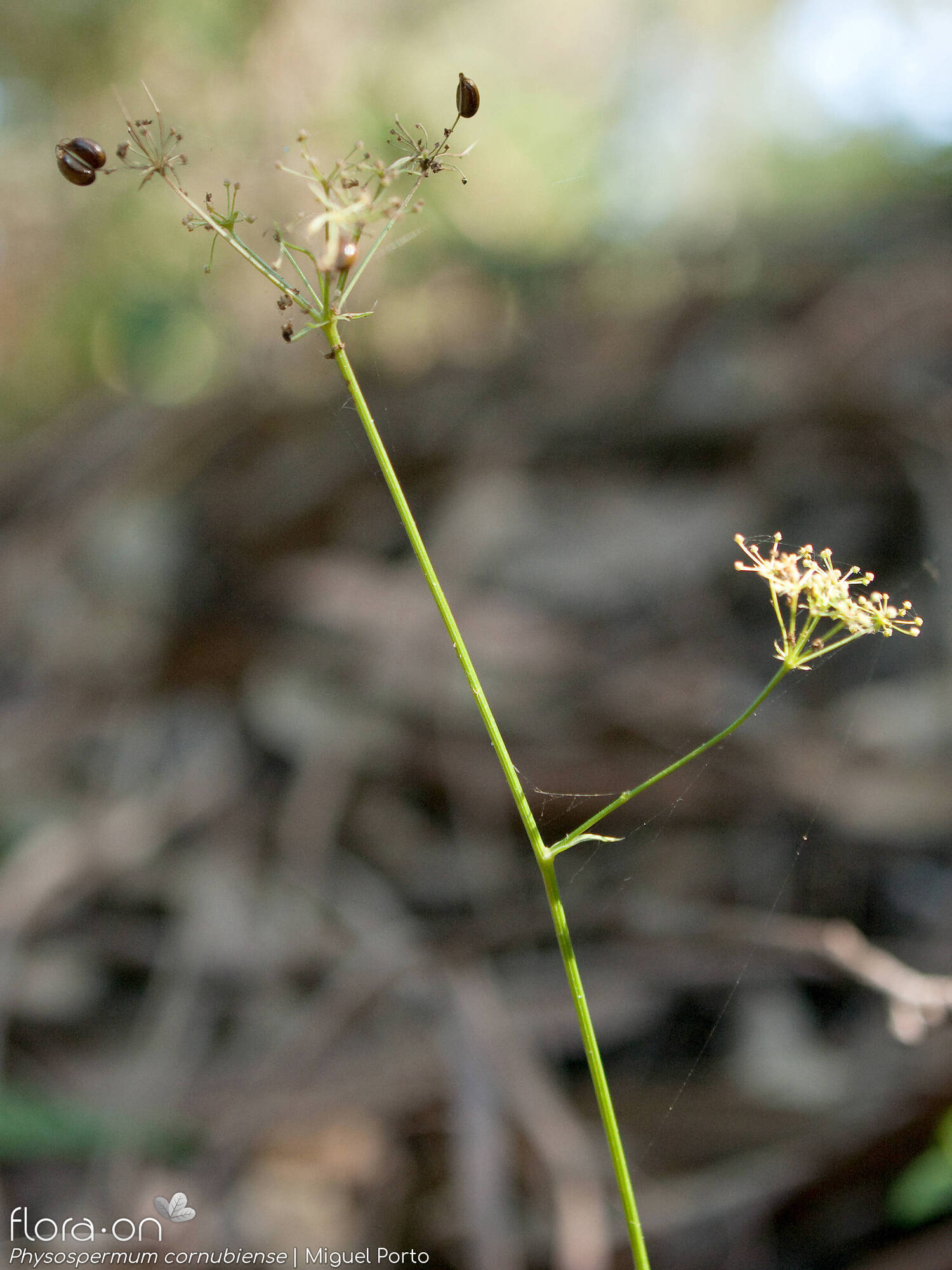 Physospermum cornubiense - Flor (geral) | Miguel Porto; CC BY-NC 4.0