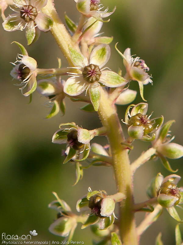 Phytolacca heterotepala - Flor (close-up) | Ana Júlia Pereira; CC BY-NC 4.0