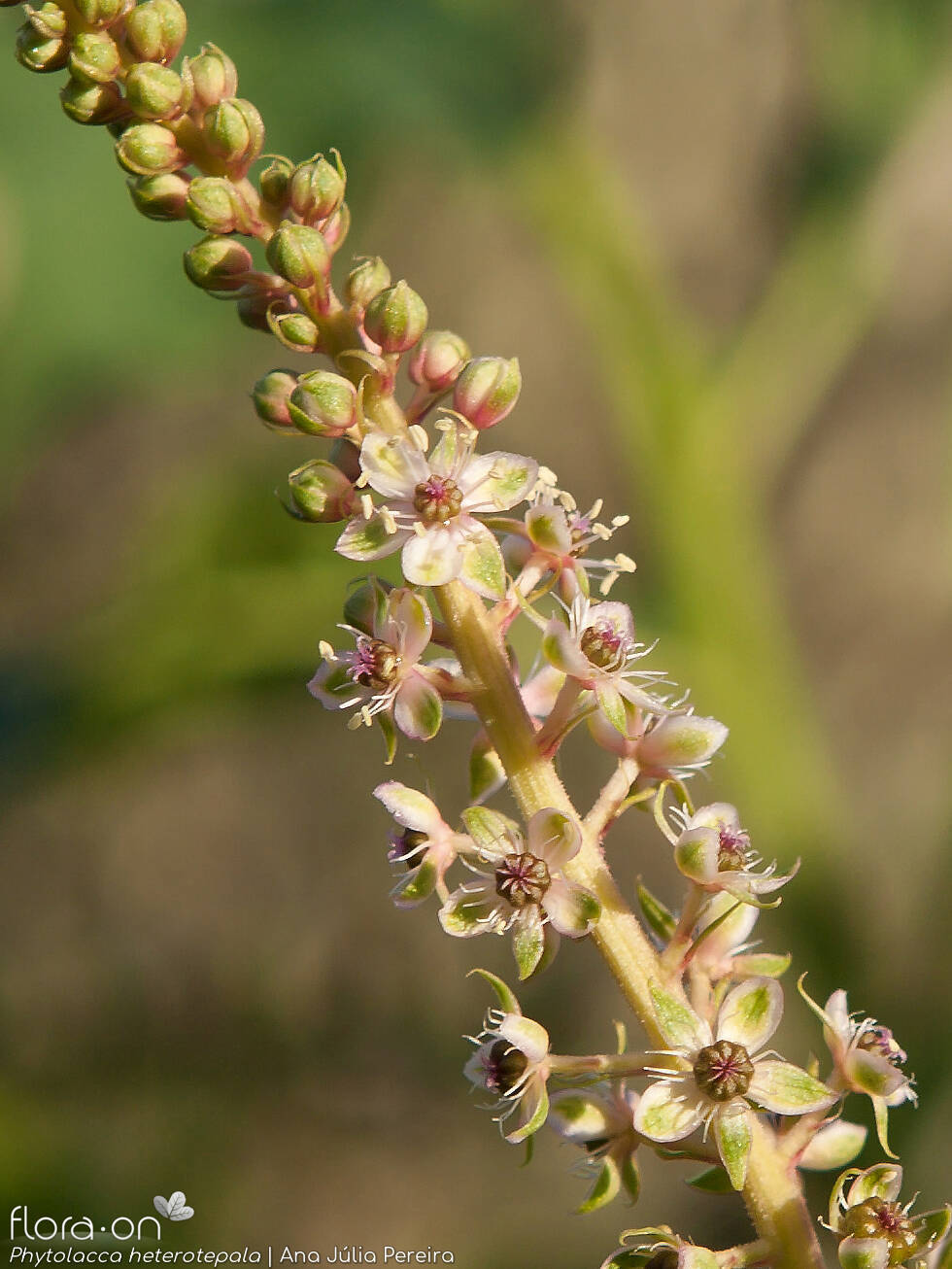 Phytolacca heterotepala - Flor (geral) | Ana Júlia Pereira; CC BY-NC 4.0