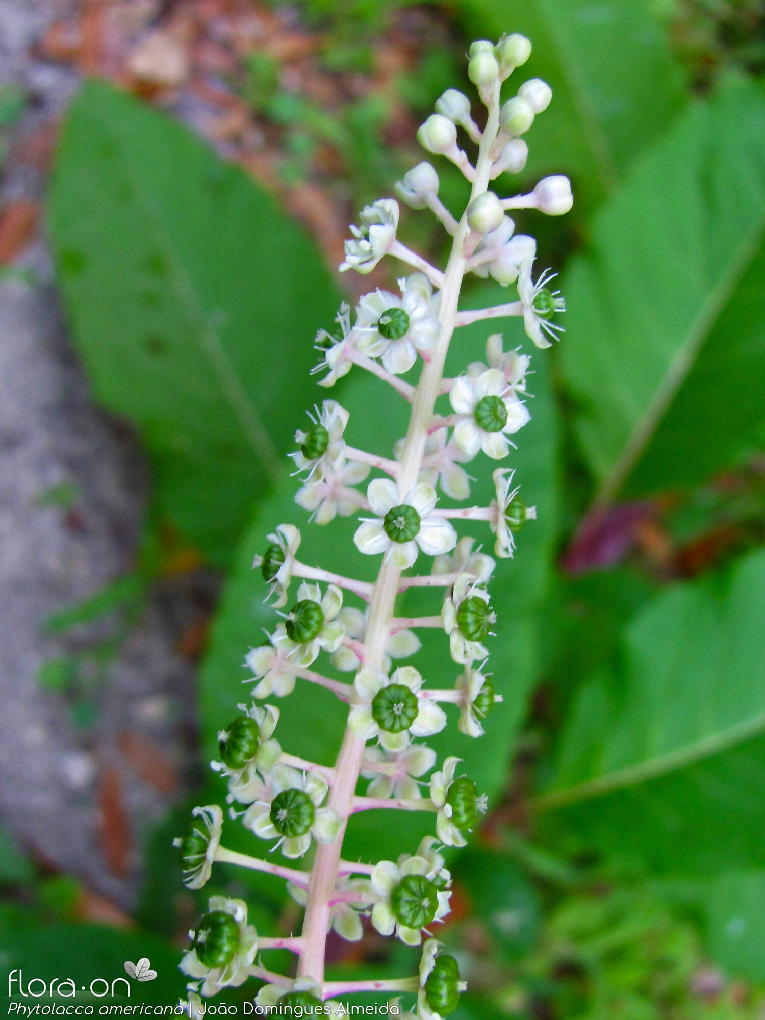 Phytolaccaceae