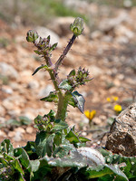Picris spinifera