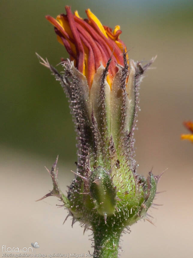 Picris spinifera - Capítulo | Miguel Porto; CC BY-NC 4.0