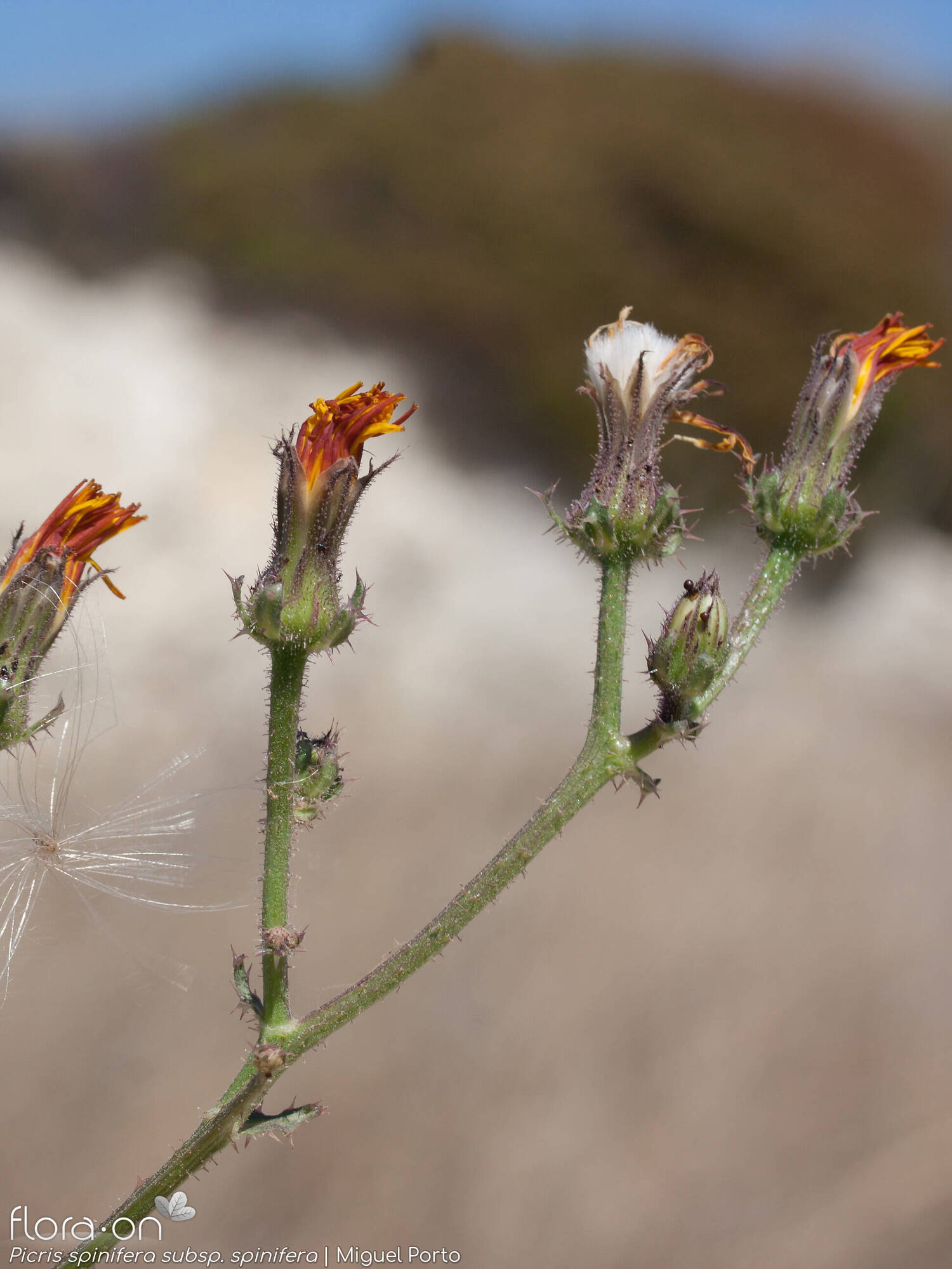 Picris spinifera - Flor (geral) | Miguel Porto; CC BY-NC 4.0