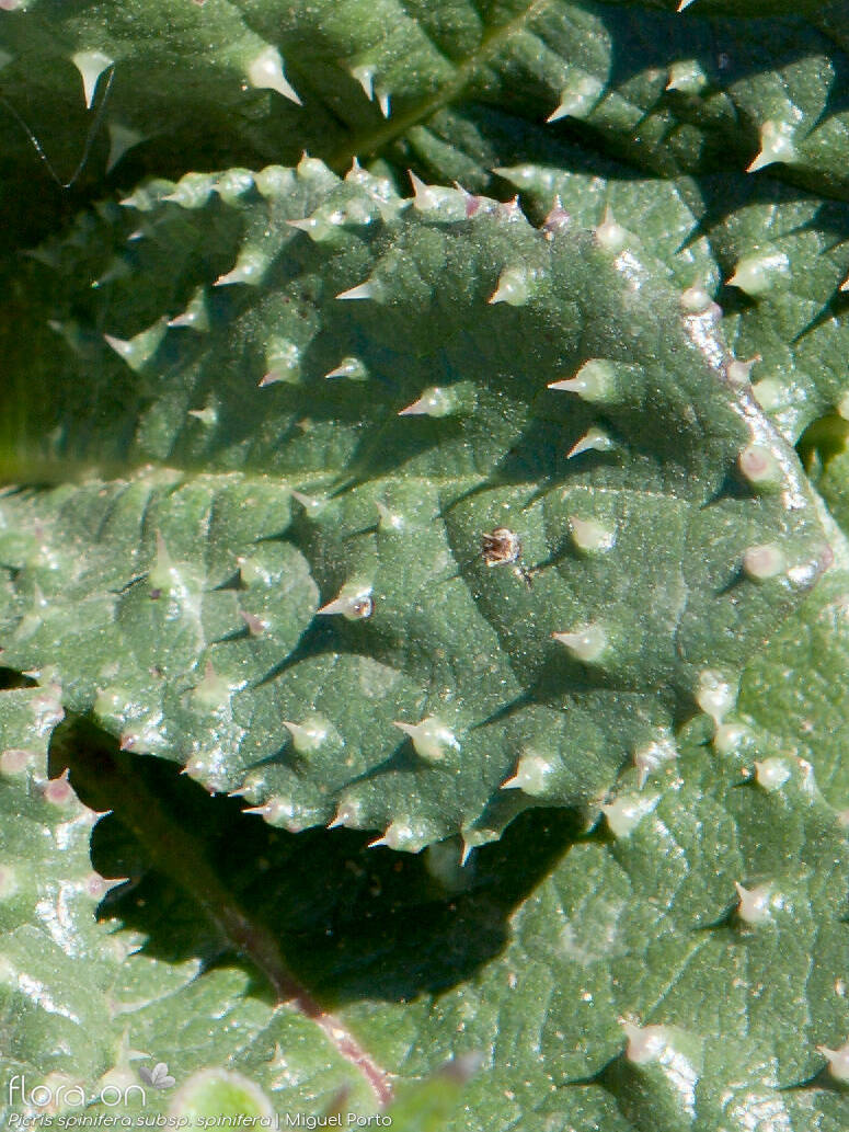 Picris spinifera - Folha | Miguel Porto; CC BY-NC 4.0