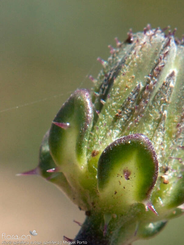 Picris spinifera - Bráctea | Miguel Porto; CC BY-NC 4.0