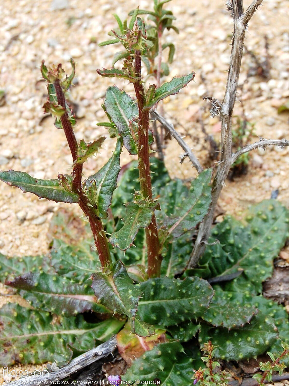 Picris spinifera - Hábito | Francisco Clamote; CC BY-NC 4.0