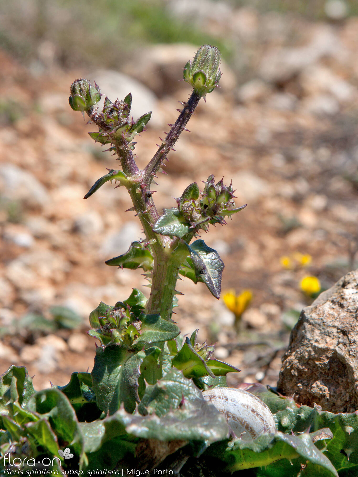 Picris spinifera - Hábito | Miguel Porto; CC BY-NC 4.0