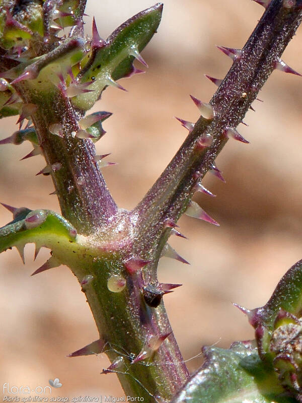 Picris spinifera - Caule | Miguel Porto; CC BY-NC 4.0