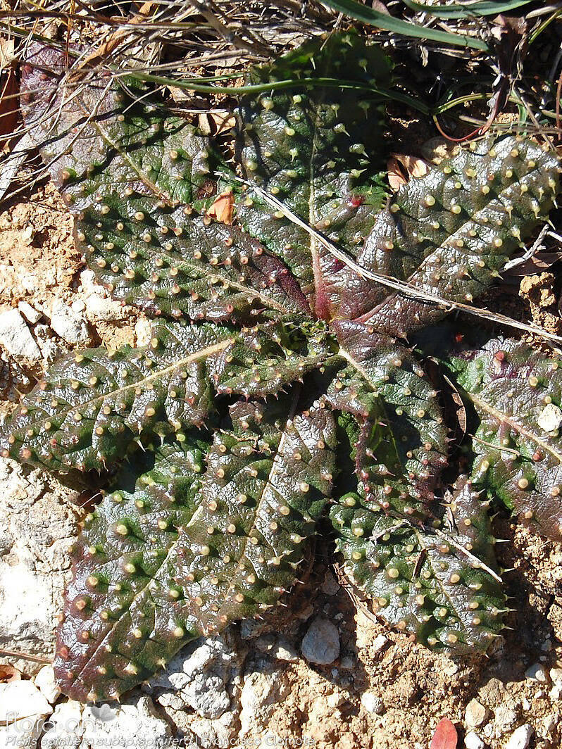 Picris spinifera - Folha (geral) | Francisco Clamote; CC BY-NC 4.0
