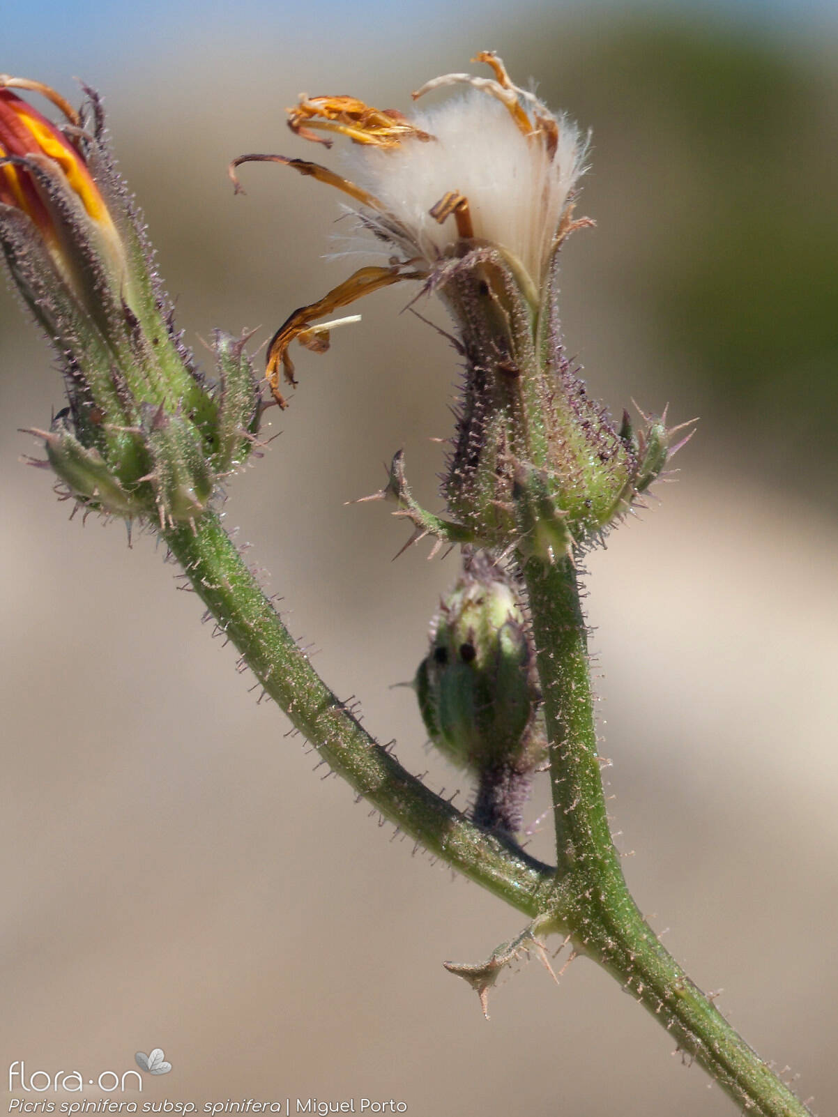 Picris spinifera - Capítulo frutífero | Miguel Porto; CC BY-NC 4.0
