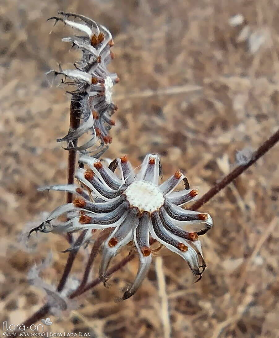 Picris willkommii - Capítulo frutífero | Sara Lobo Dias; CC BY-NC 4.0