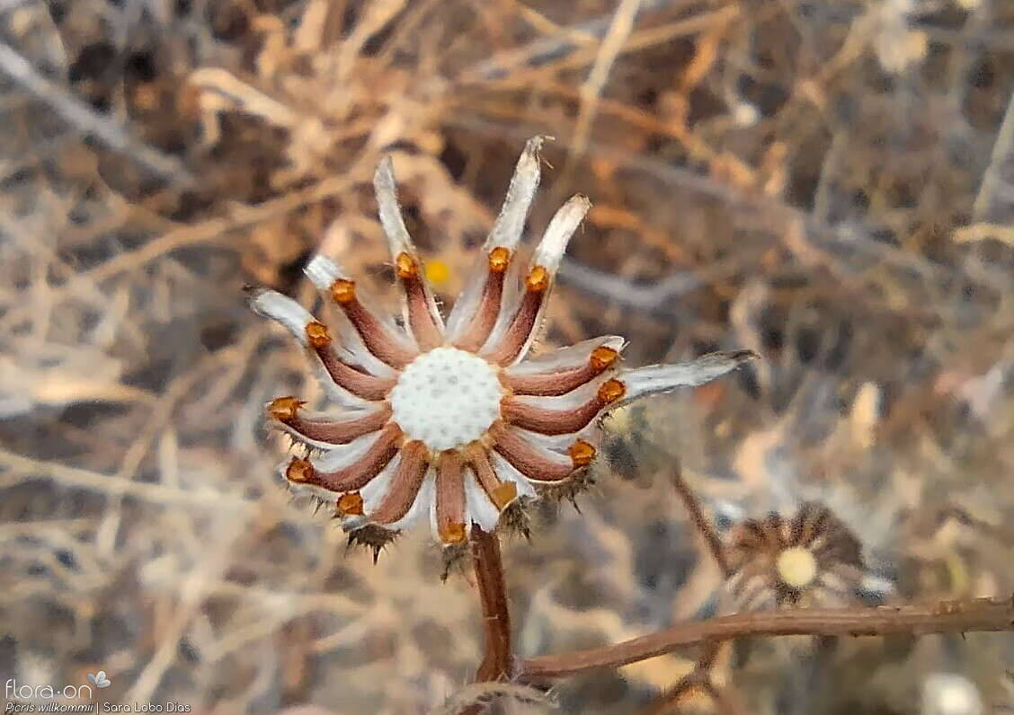 Picris willkommii - Capítulo frutífero | Sara Lobo Dias; CC BY-NC 4.0