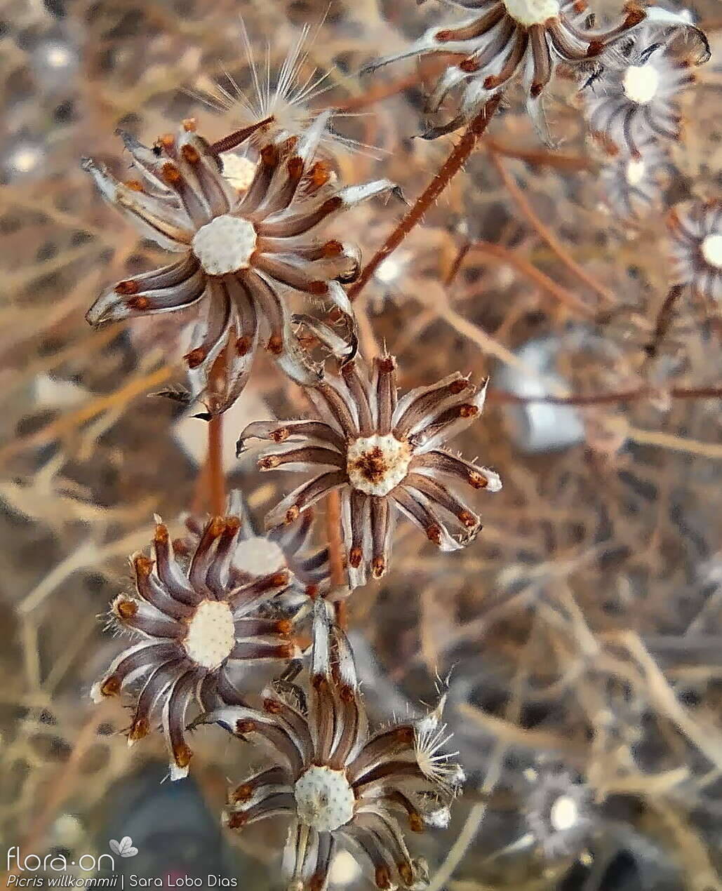 Picris willkommii - Capítulo frutífero | Sara Lobo Dias; CC BY-NC 4.0