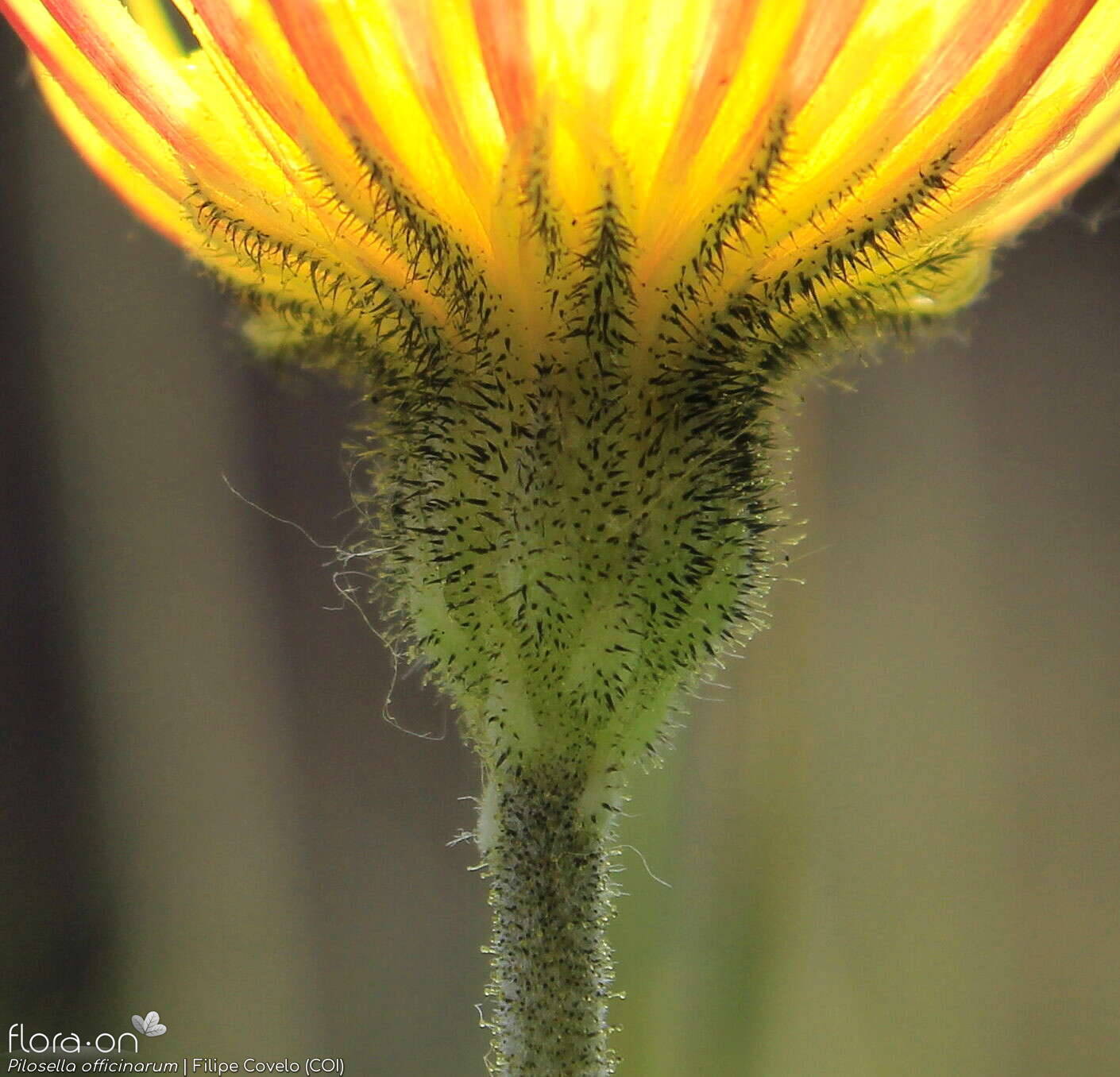 Pilosella officinarum - Bráctea | Filipe Covelo; CC BY-NC 4.0