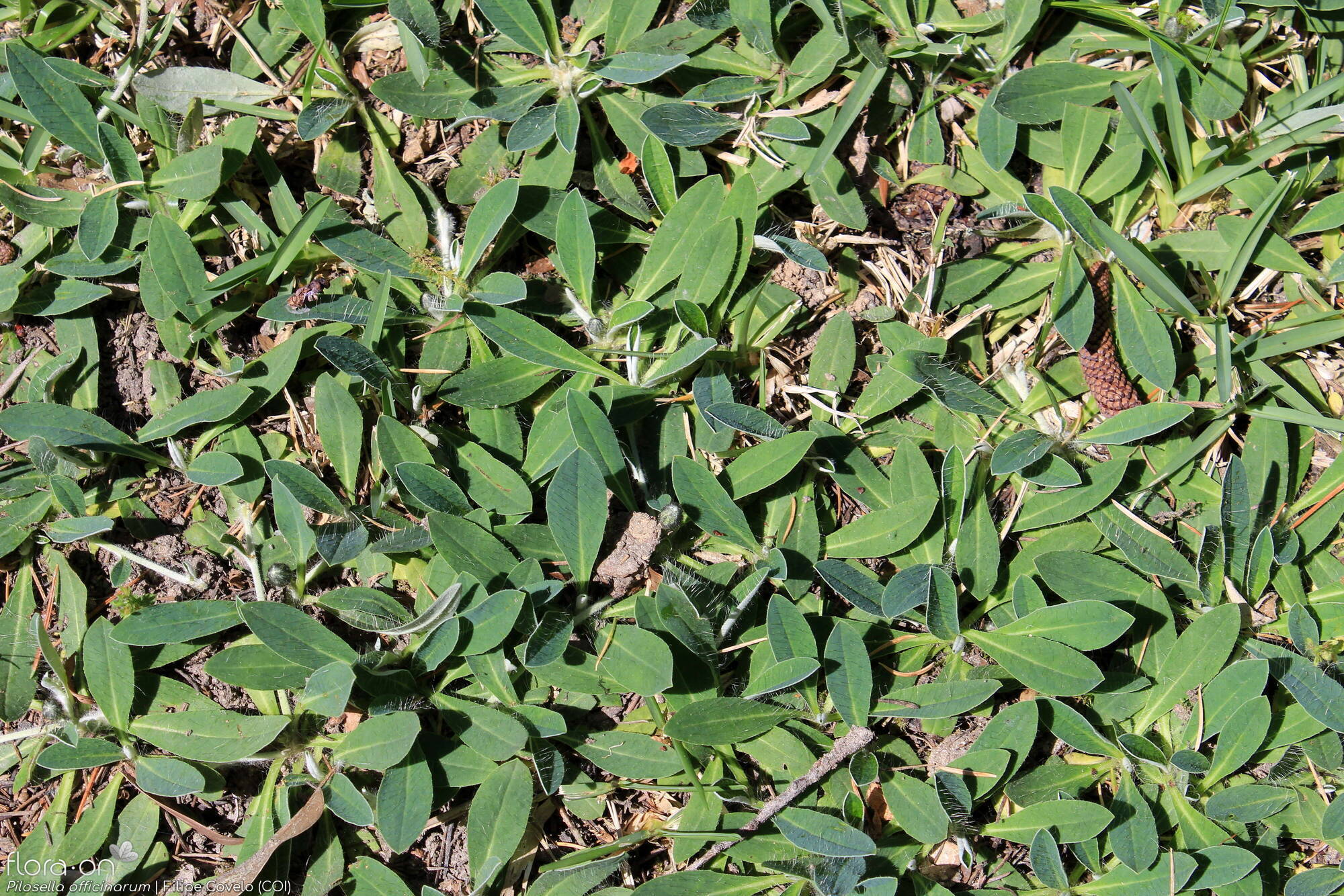 Pilosella officinarum - Folha (geral) | Filipe Covelo; CC BY-NC 4.0