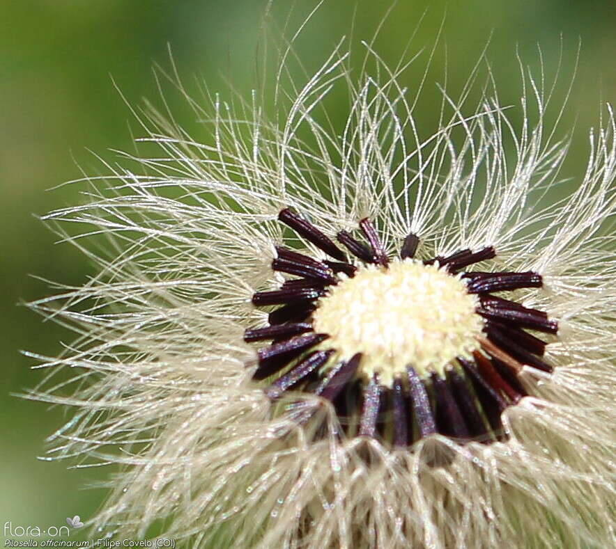 Pilosella officinarum - Fruto | Filipe Covelo; CC BY-NC 4.0