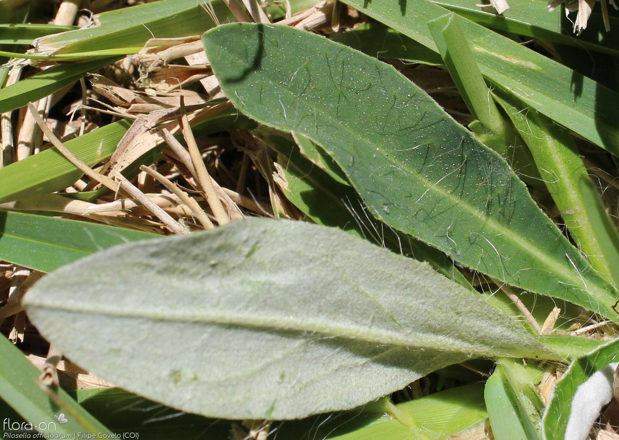 Pilosella officinarum - Folha | Filipe Covelo; CC BY-NC 4.0