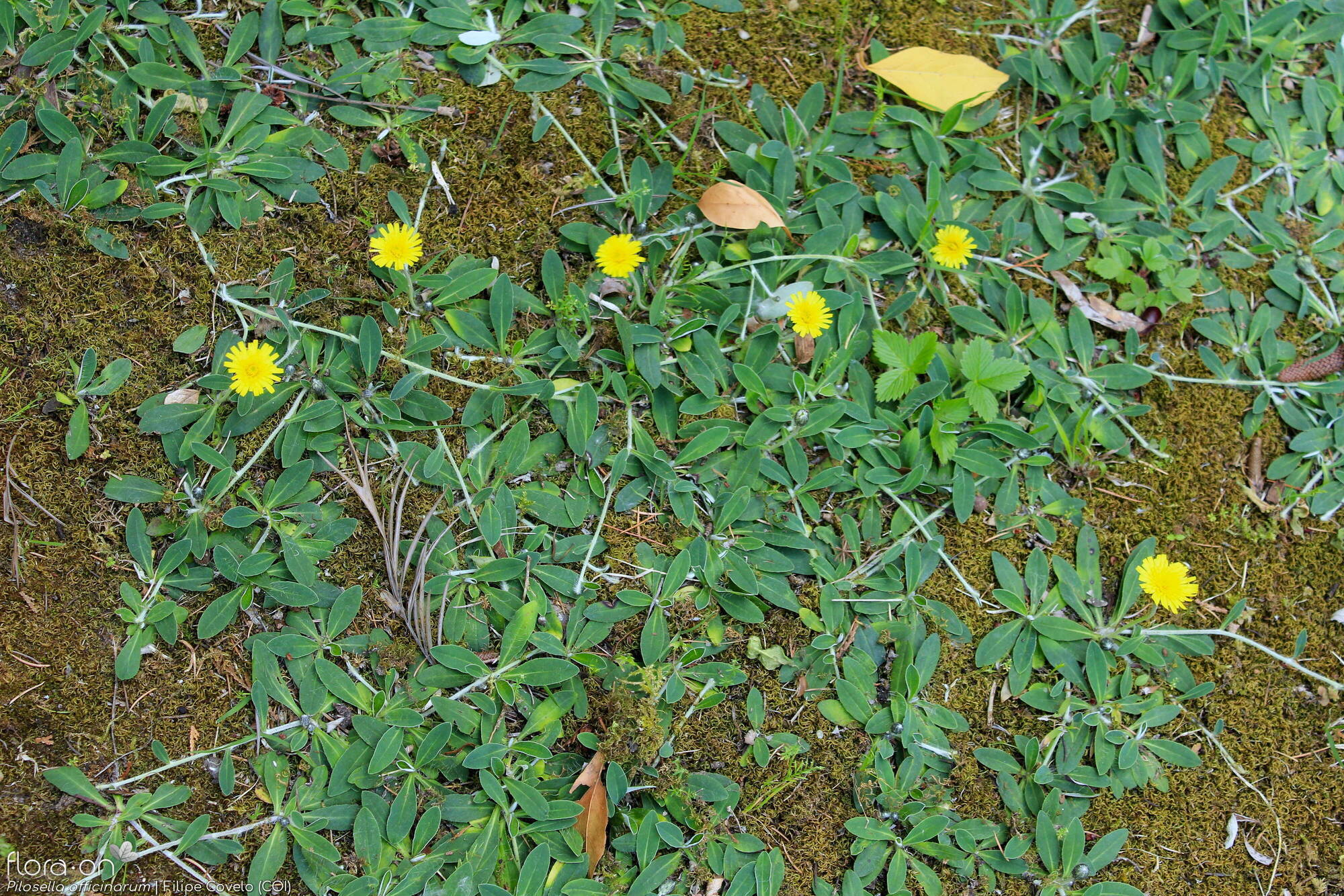 Pilosella officinarum - Hábito | Filipe Covelo; CC BY-NC 4.0