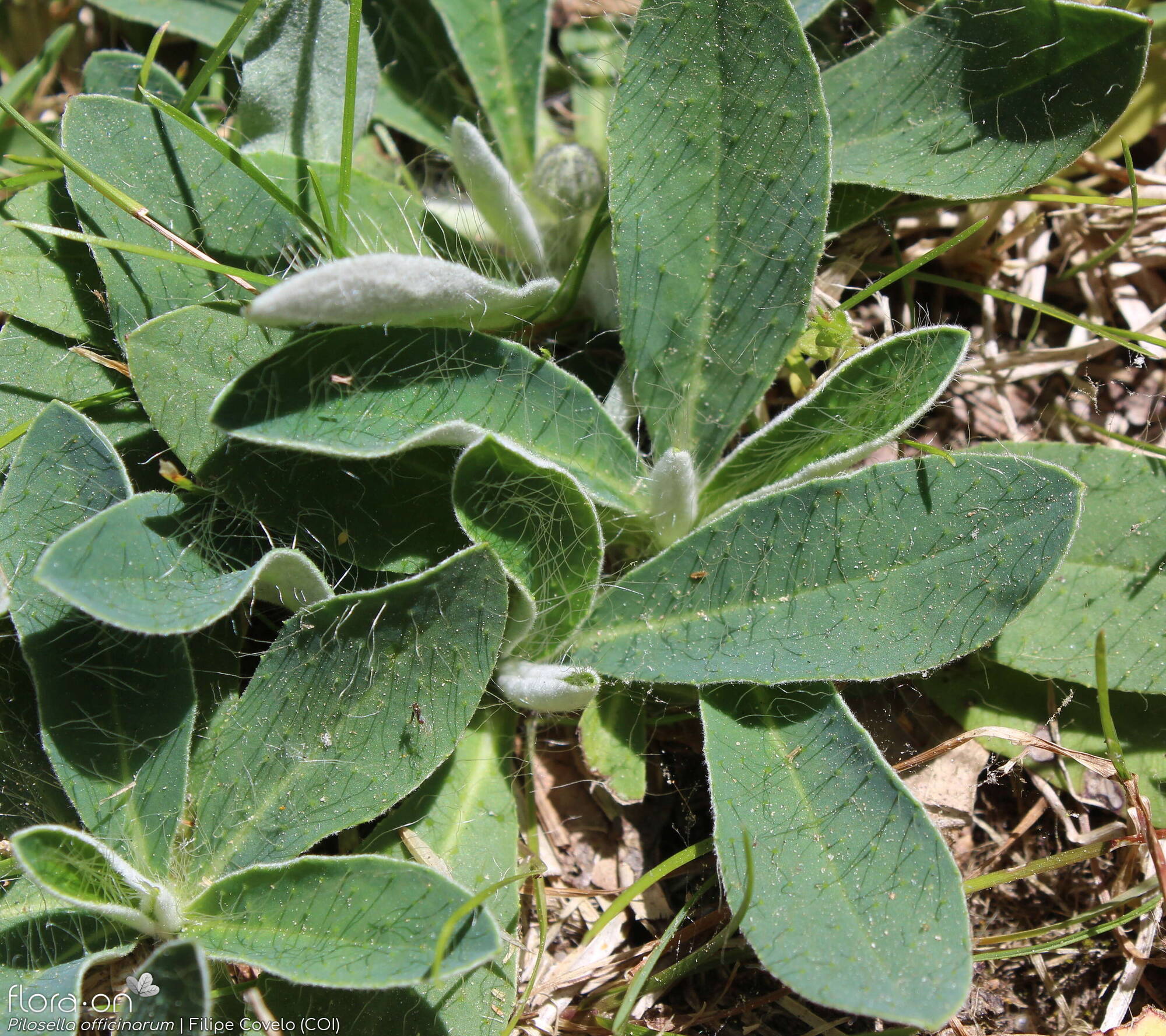 Pilosella officinarum - Folha (geral) | Filipe Covelo; CC BY-NC 4.0