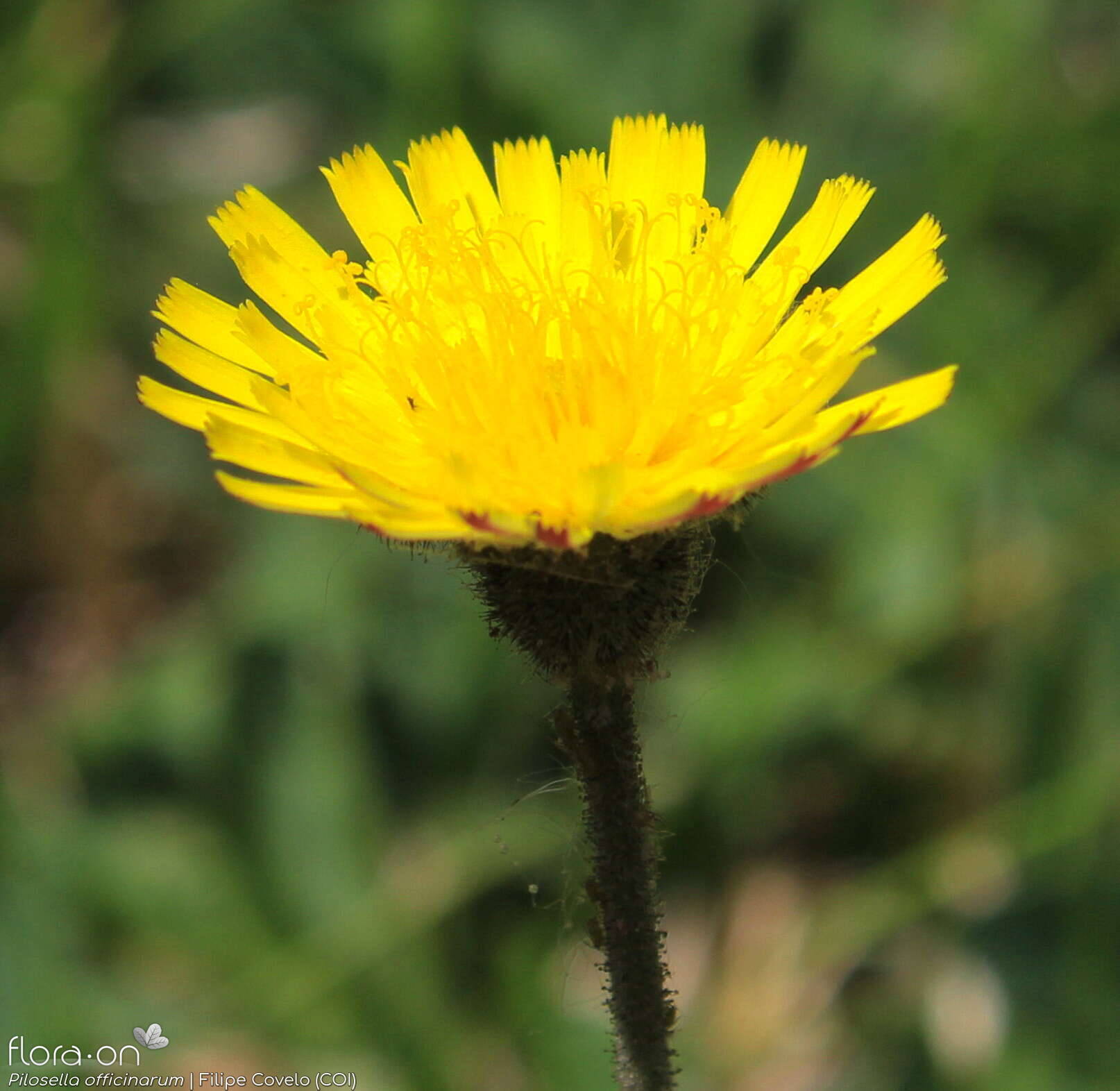 Pilosella officinarum - Capítulo | Filipe Covelo; CC BY-NC 4.0