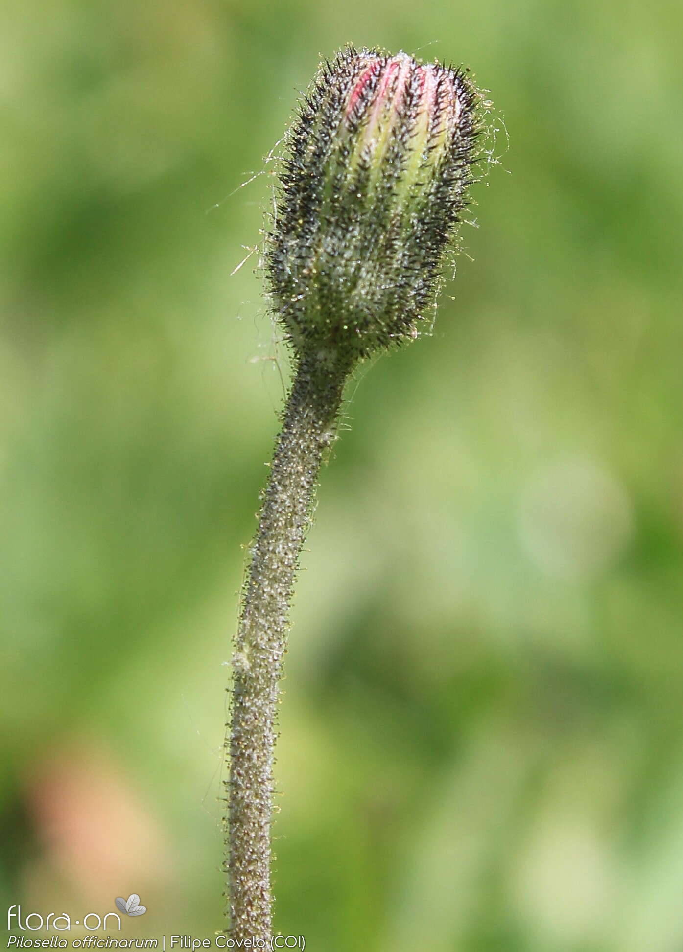 Pilosella officinarum - Botão | Filipe Covelo; CC BY-NC 4.0