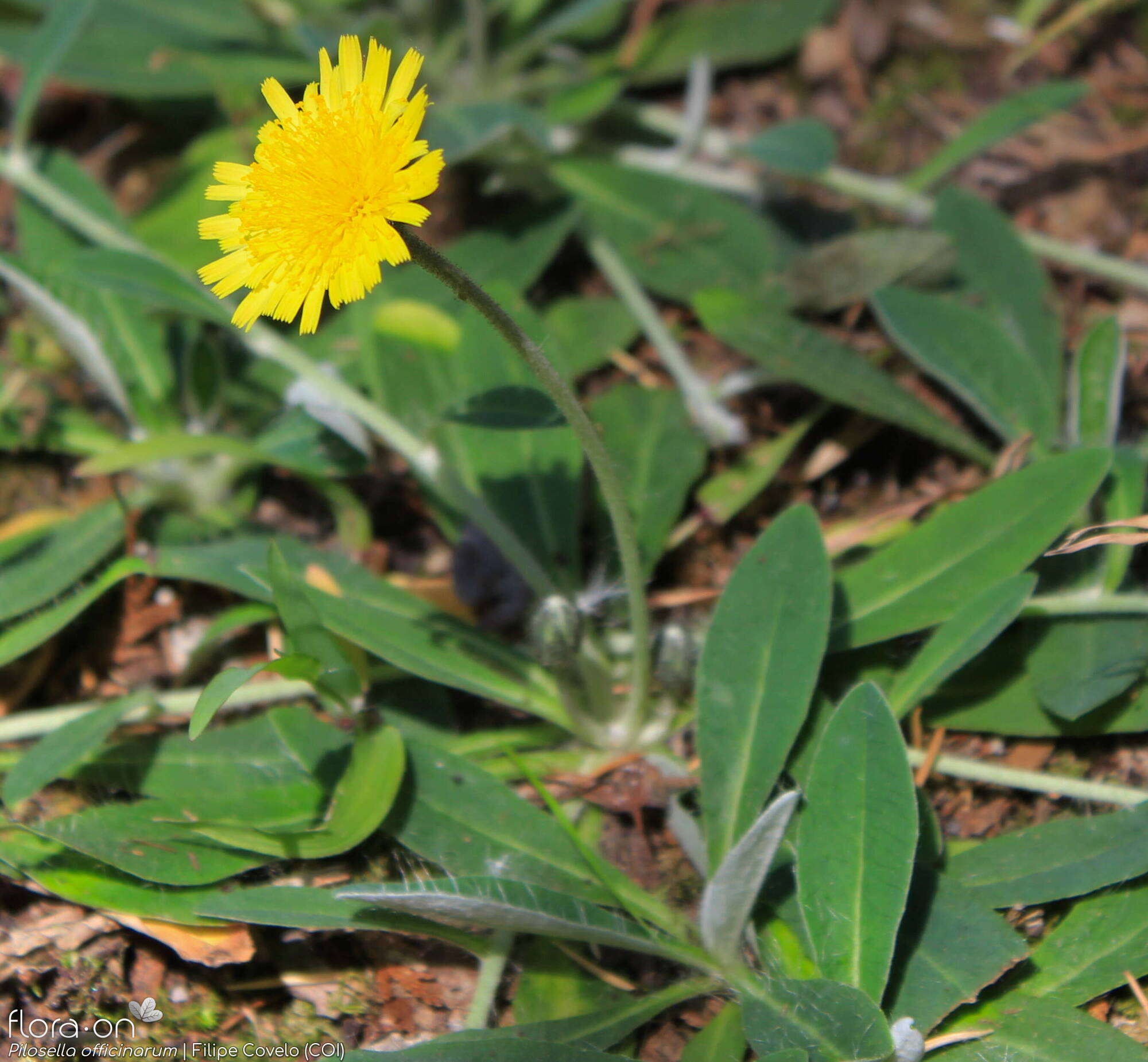 Pilosella officinarum - Hábito | Filipe Covelo; CC BY-NC 4.0
