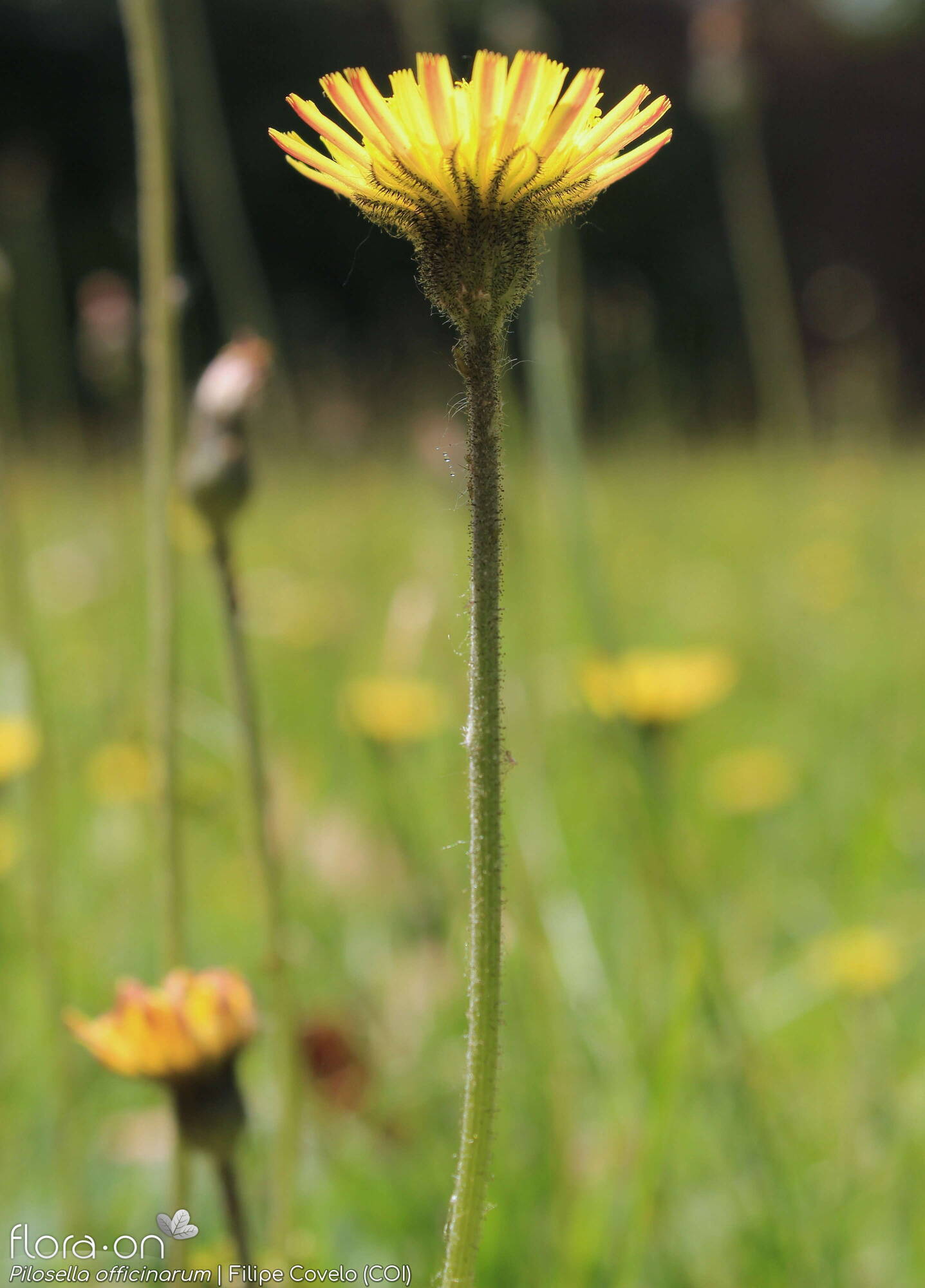 Pilosella officinarum - Flor (geral) | Filipe Covelo; CC BY-NC 4.0