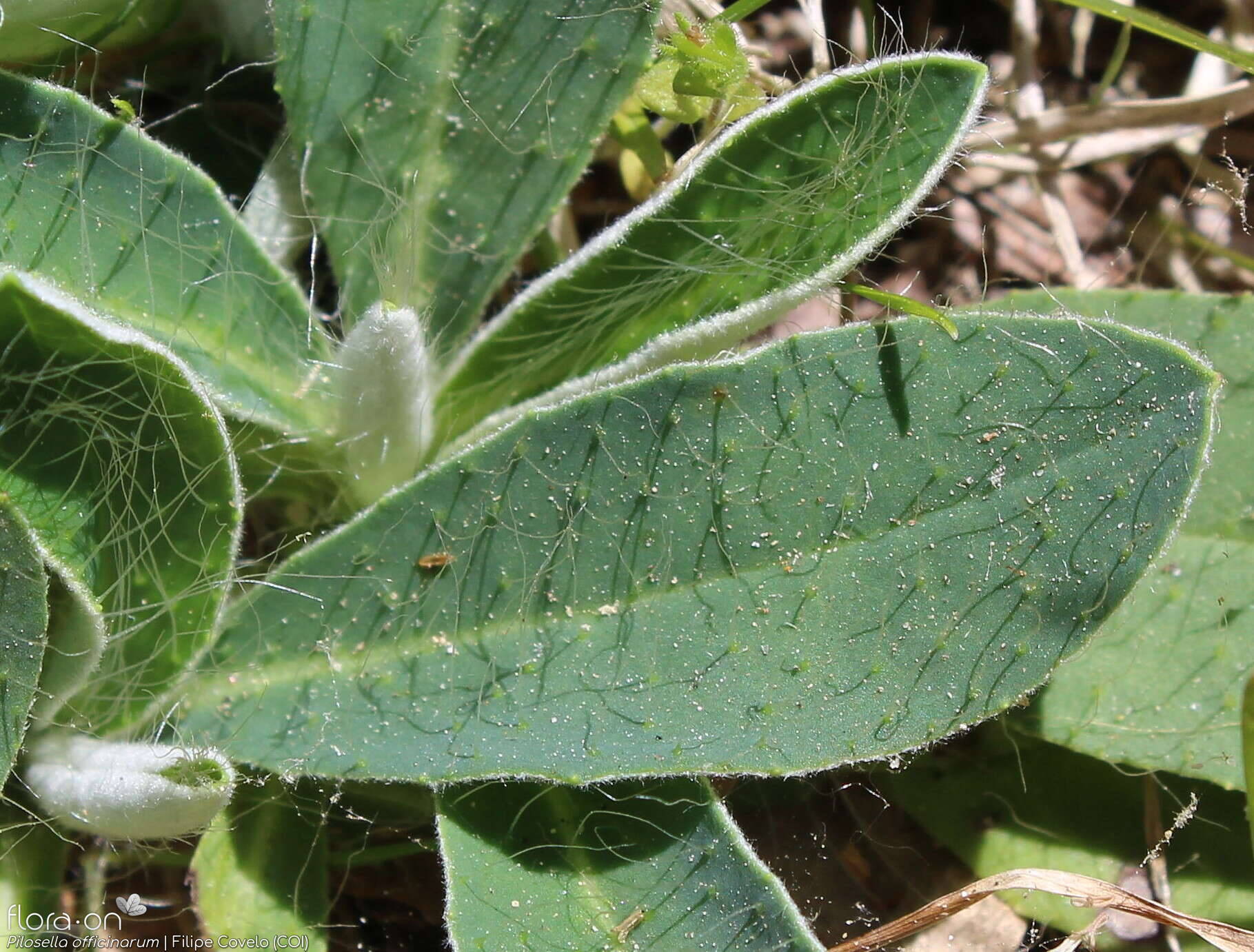Pilosella officinarum - Folha | Filipe Covelo; CC BY-NC 4.0