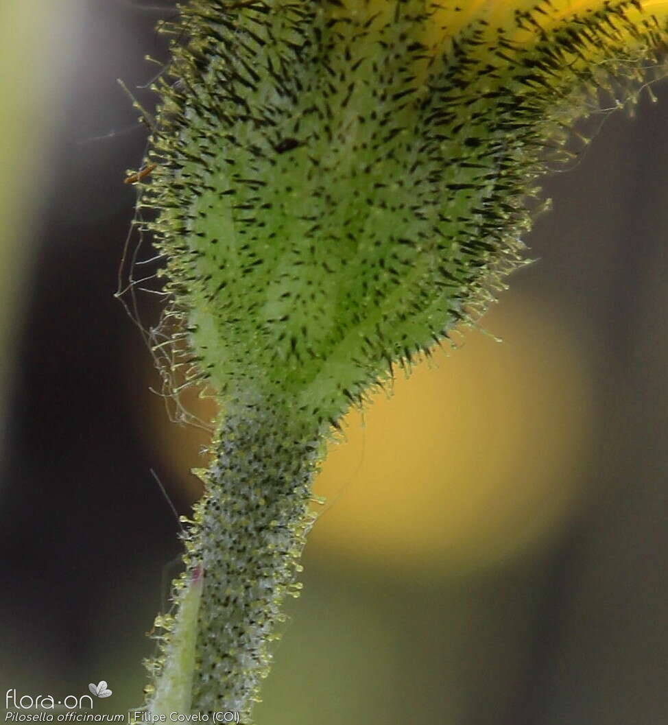 Pilosella officinarum - Bráctea | Filipe Covelo; CC BY-NC 4.0