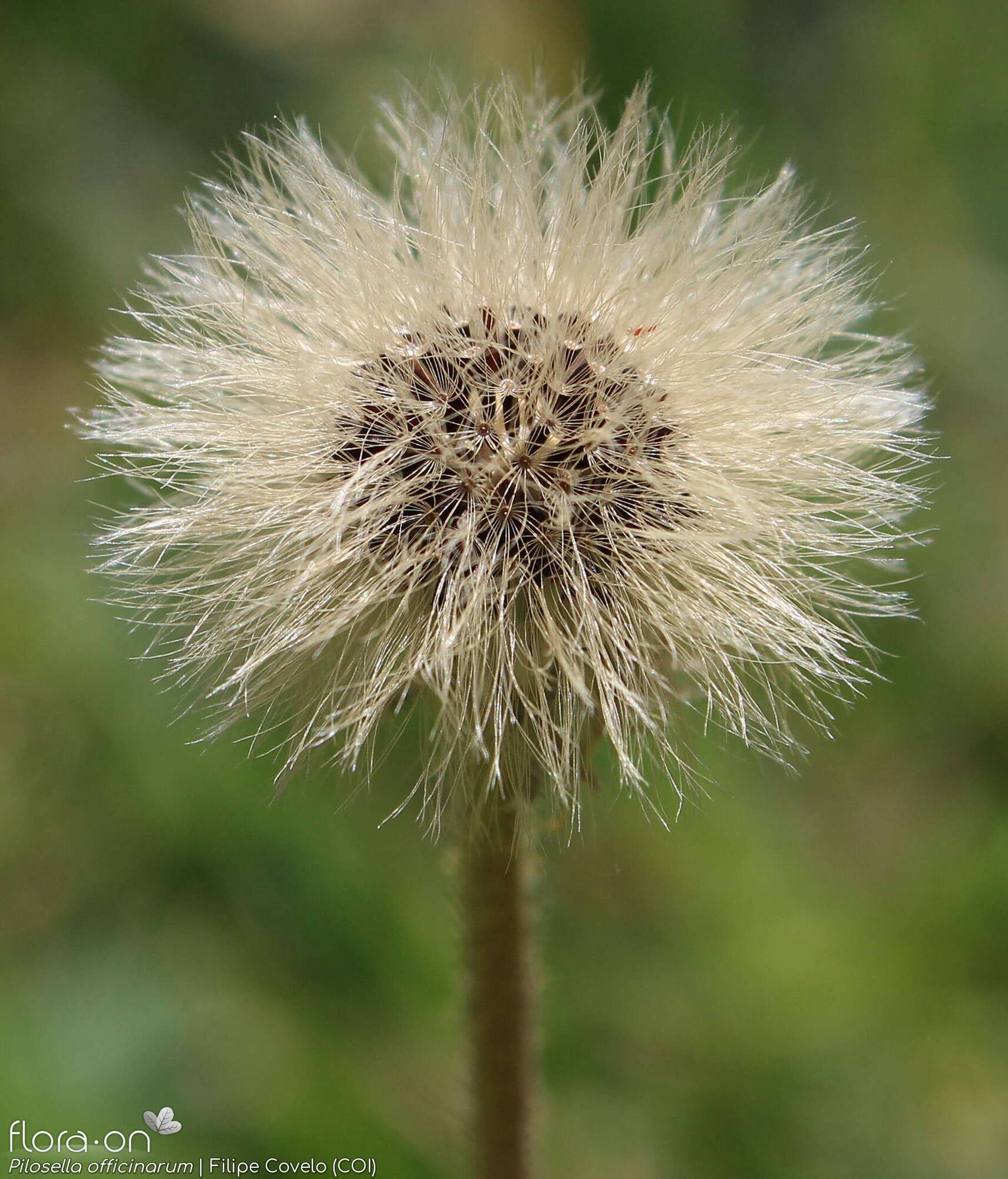 Pilosella officinarum - Capítulo frutífero | Filipe Covelo; CC BY-NC 4.0