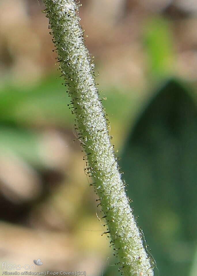 Pilosella officinarum - Caule | Filipe Covelo; CC BY-NC 4.0