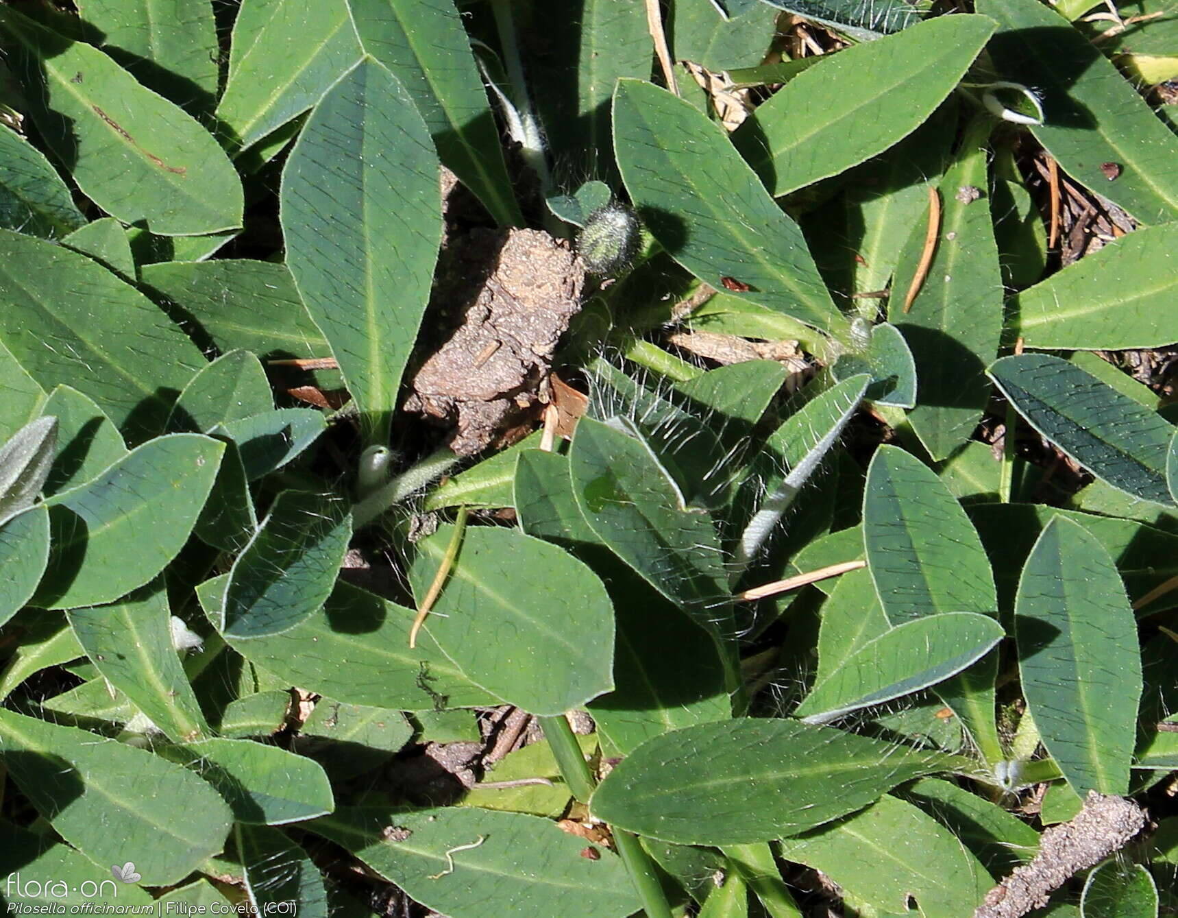 Pilosella officinarum - Folha (geral) | Filipe Covelo; CC BY-NC 4.0