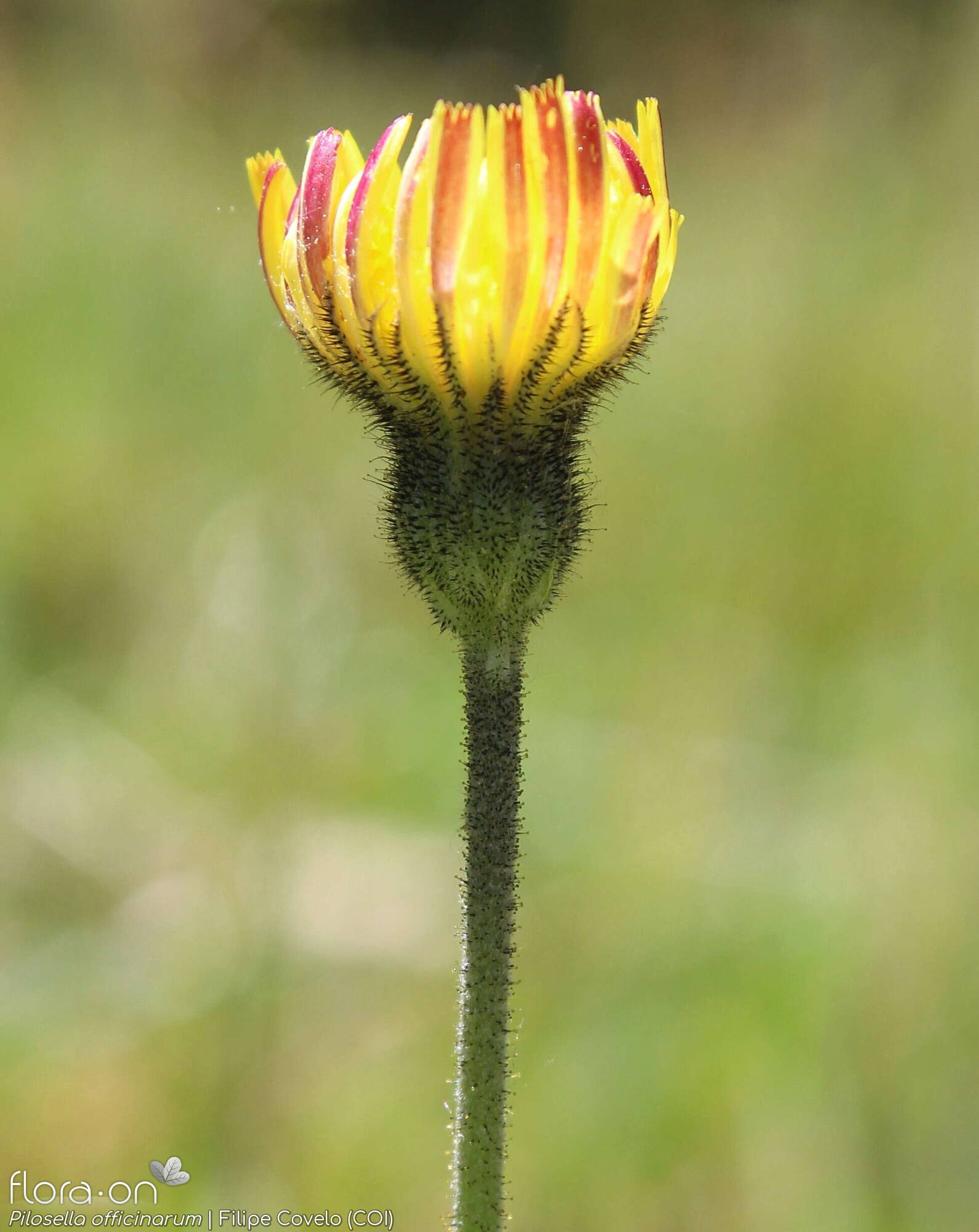 Pilosella officinarum - Capítulo | Filipe Covelo; CC BY-NC 4.0