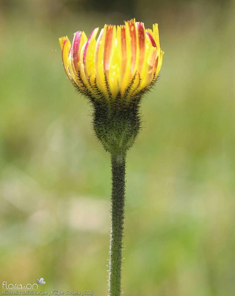 Pilosella officinarum