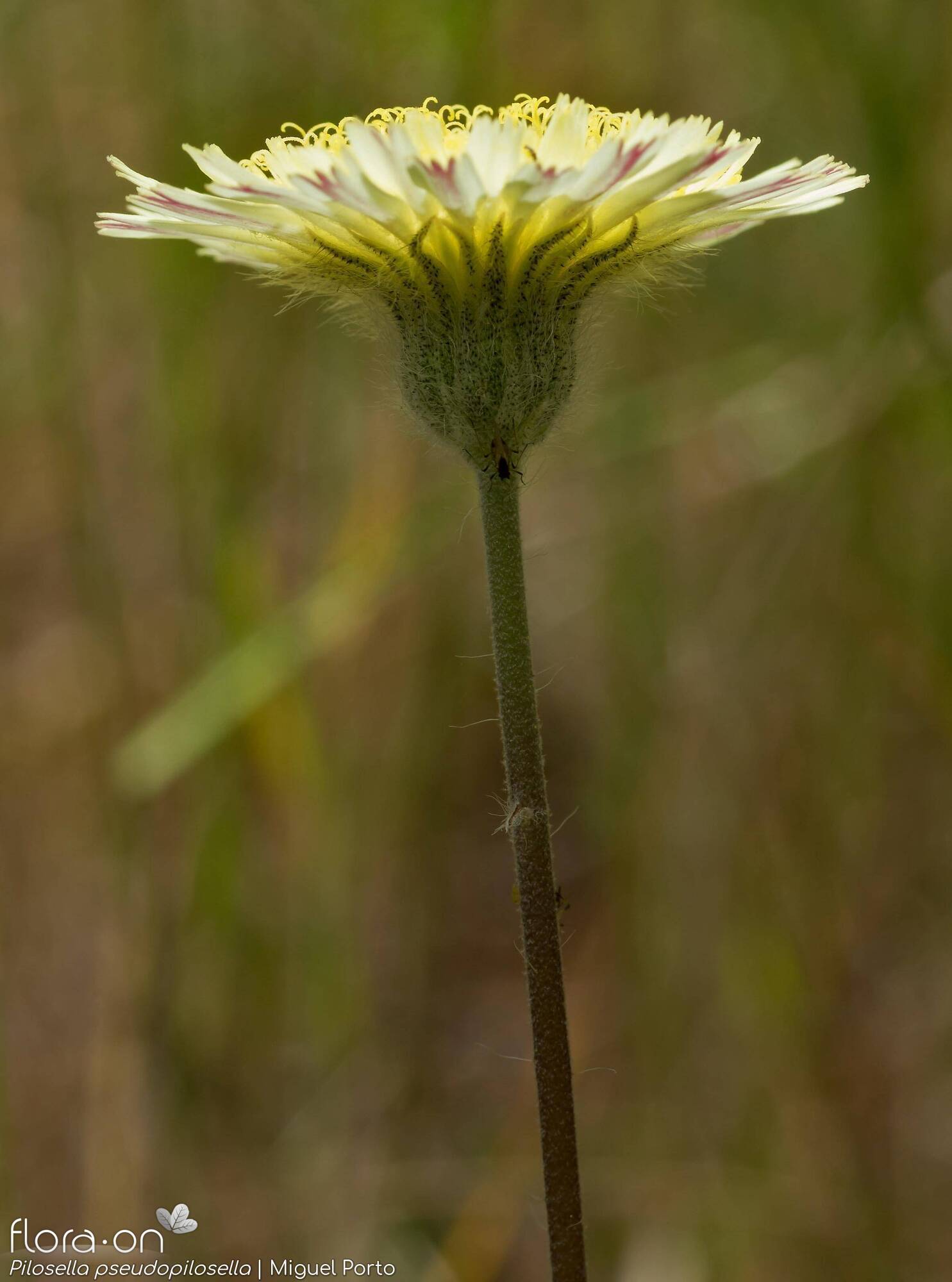 Pilosella pseudopilosella - Flor (geral) | Miguel Porto; CC BY-NC 4.0