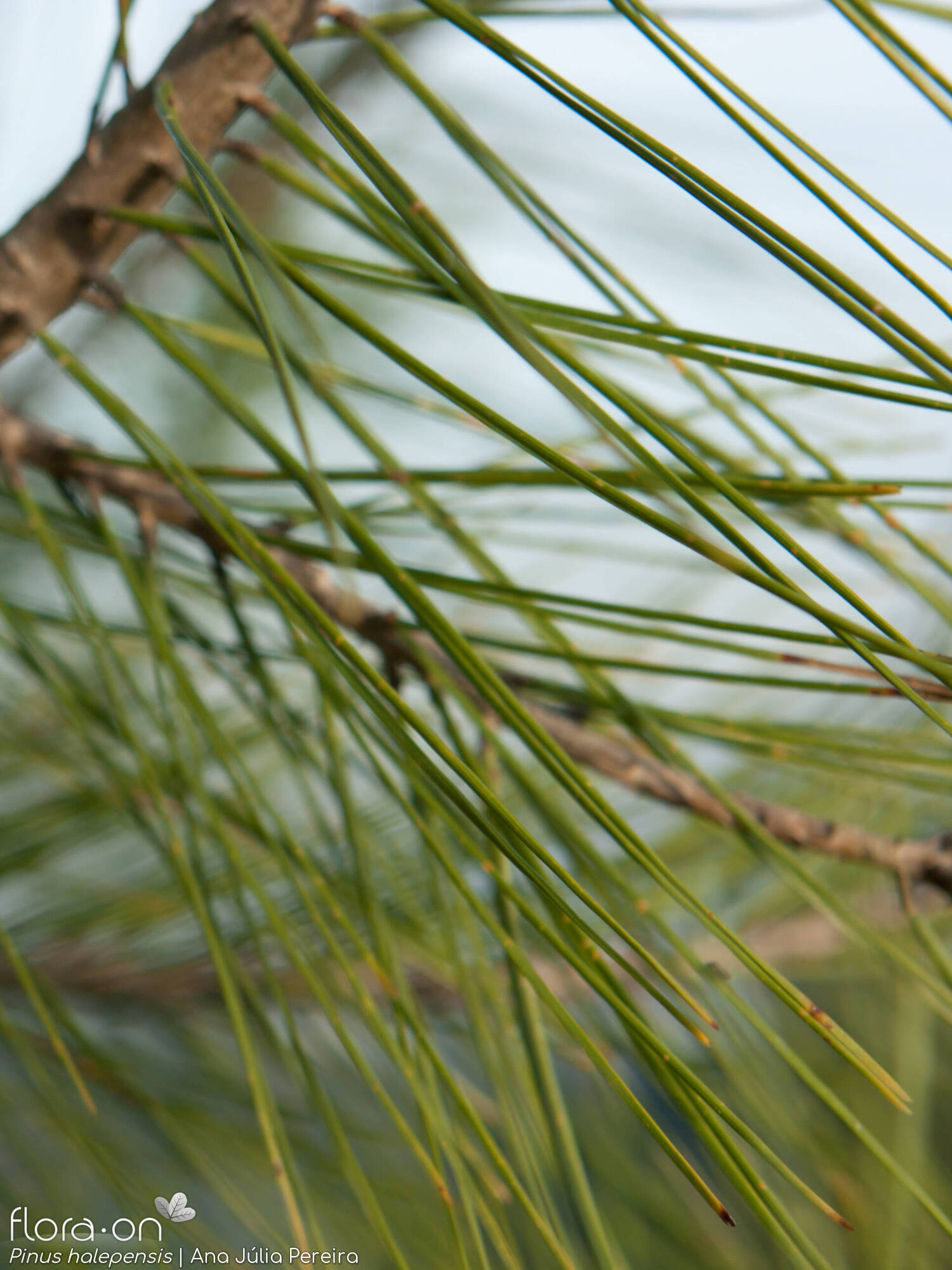 Pinus halepensis - Folha | Ana Júlia Pereira; CC BY-NC 4.0