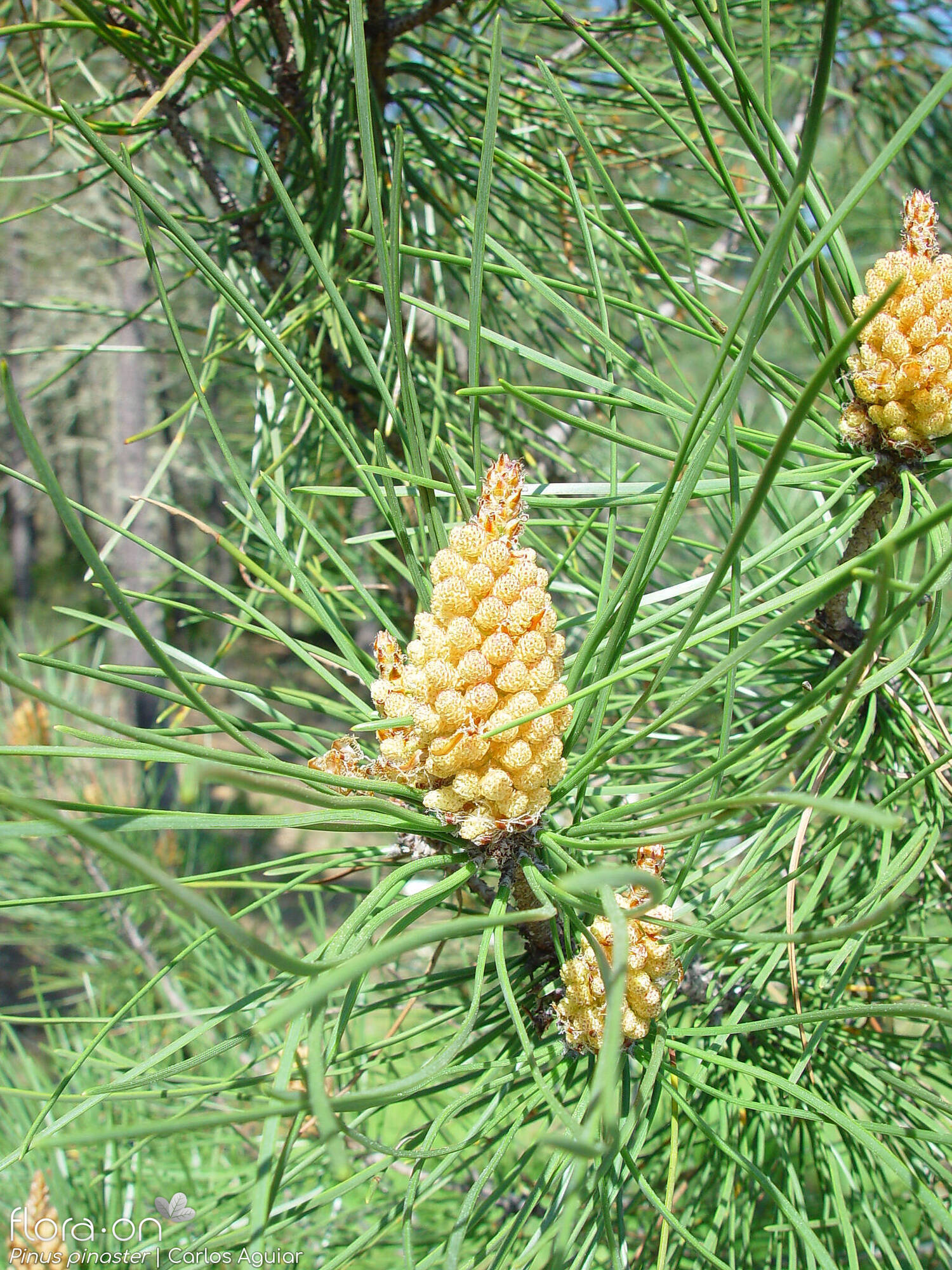 Pinus pinaster - Flor (geral) | Carlos Aguiar; CC BY-NC 4.0