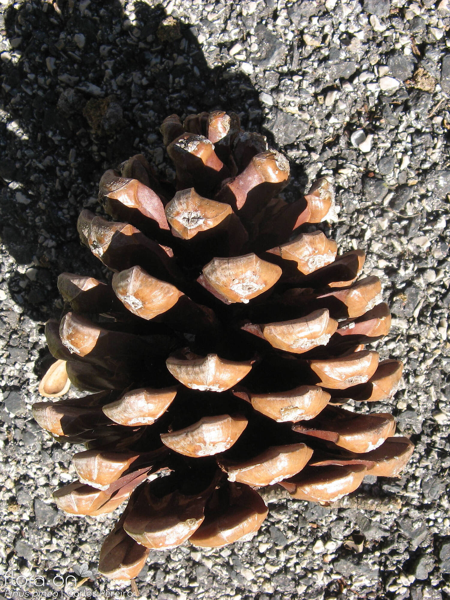 Pinus pinea - Fruto | Carlos Pereira; CC BY-NC 4.0