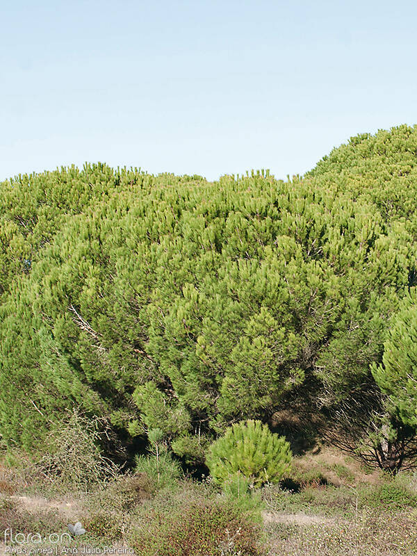 Pinus pinea - Hábito | Ana Júlia Pereira; CC BY-NC 4.0