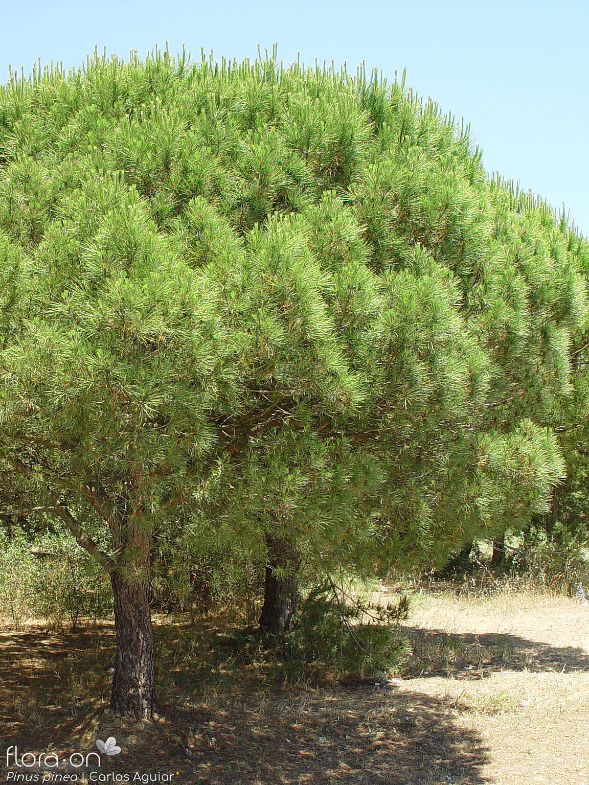 Pinus pinea - Hábito | Carlos Aguiar; CC BY-NC 4.0