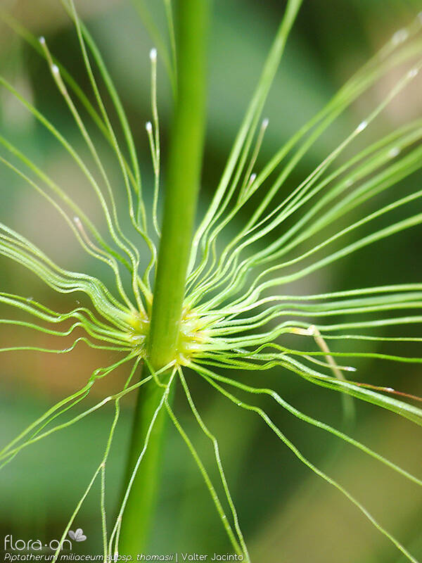 Piptatherum miliaceum - Flor (close-up) | Valter Jacinto; CC BY-NC 4.0